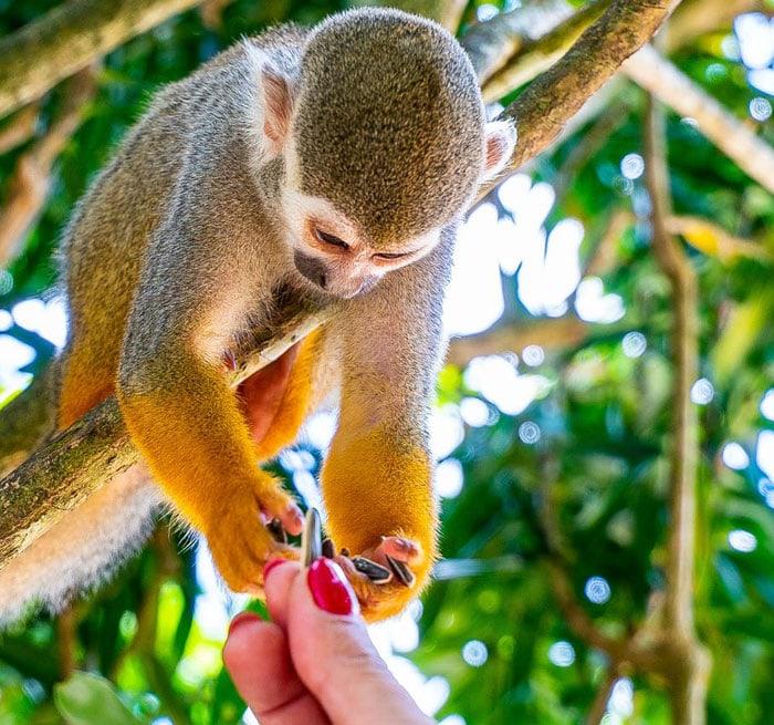 Monkey Land